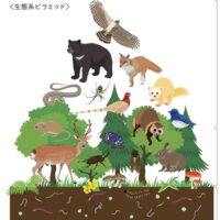 Biodiversity pyramid of a forest | SUNTORY