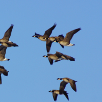 Aleutian cackling geese | SUNTORY