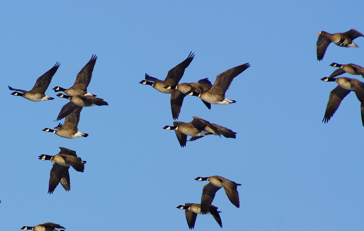 Aleutian cackling geese | SUNTORY