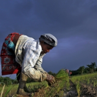 A farmer plants saplings in a paddy field on the outskirts of Agartala, India, in July 2015.  | REUTERS