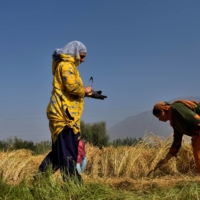 Kashmiri farmers harvest paddy crops on the outskirts of Srinagar in September 2020. | REUTERS