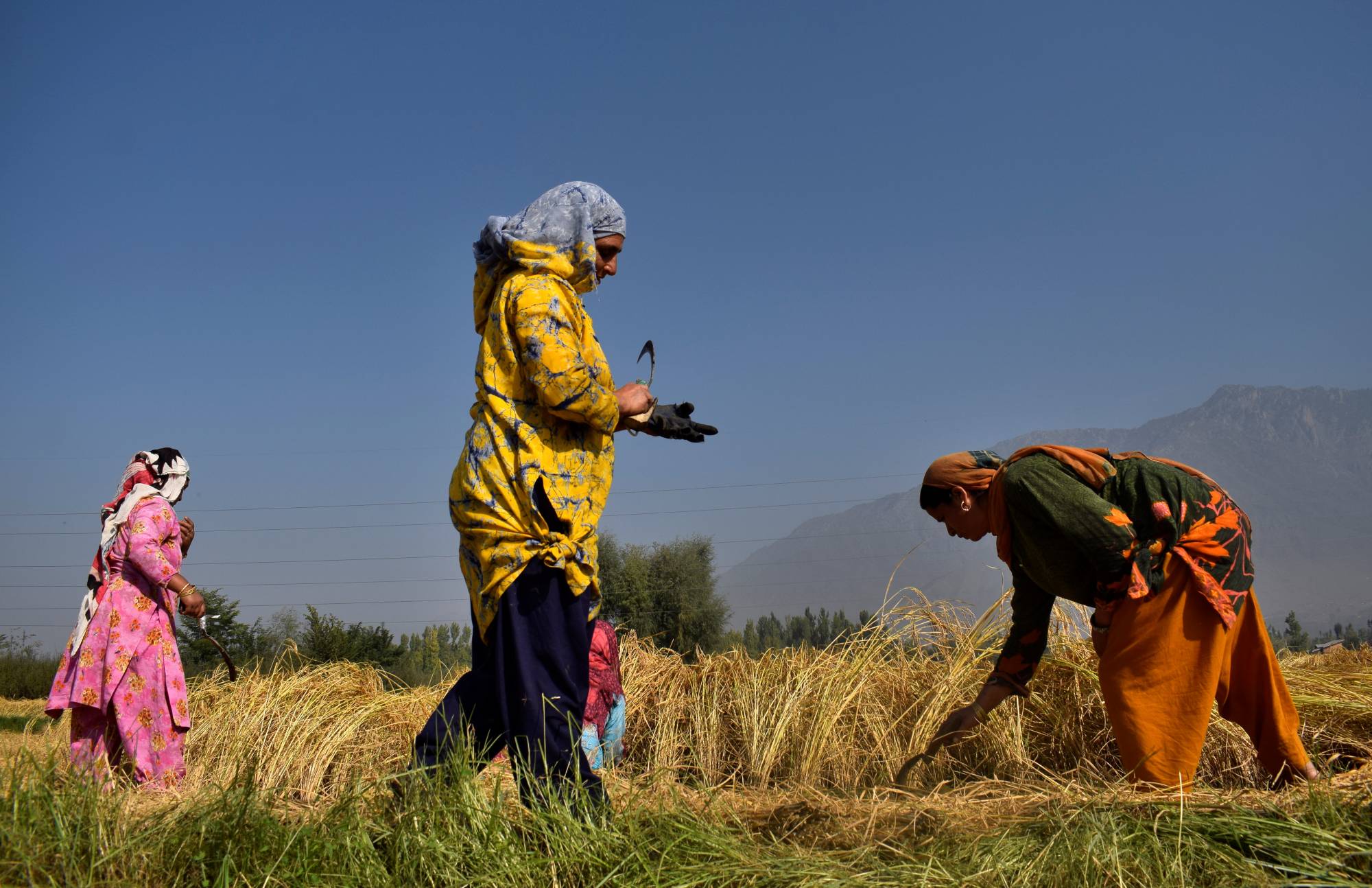 Kashmiri farmers harvest paddy crops on the outskirts of Srinagar in September 2020. | REUTERS