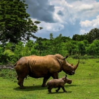 A white rhino calf strolls with its mother at the National Zoo of Cuba in Havana on June 23. | AFP-JIJI
