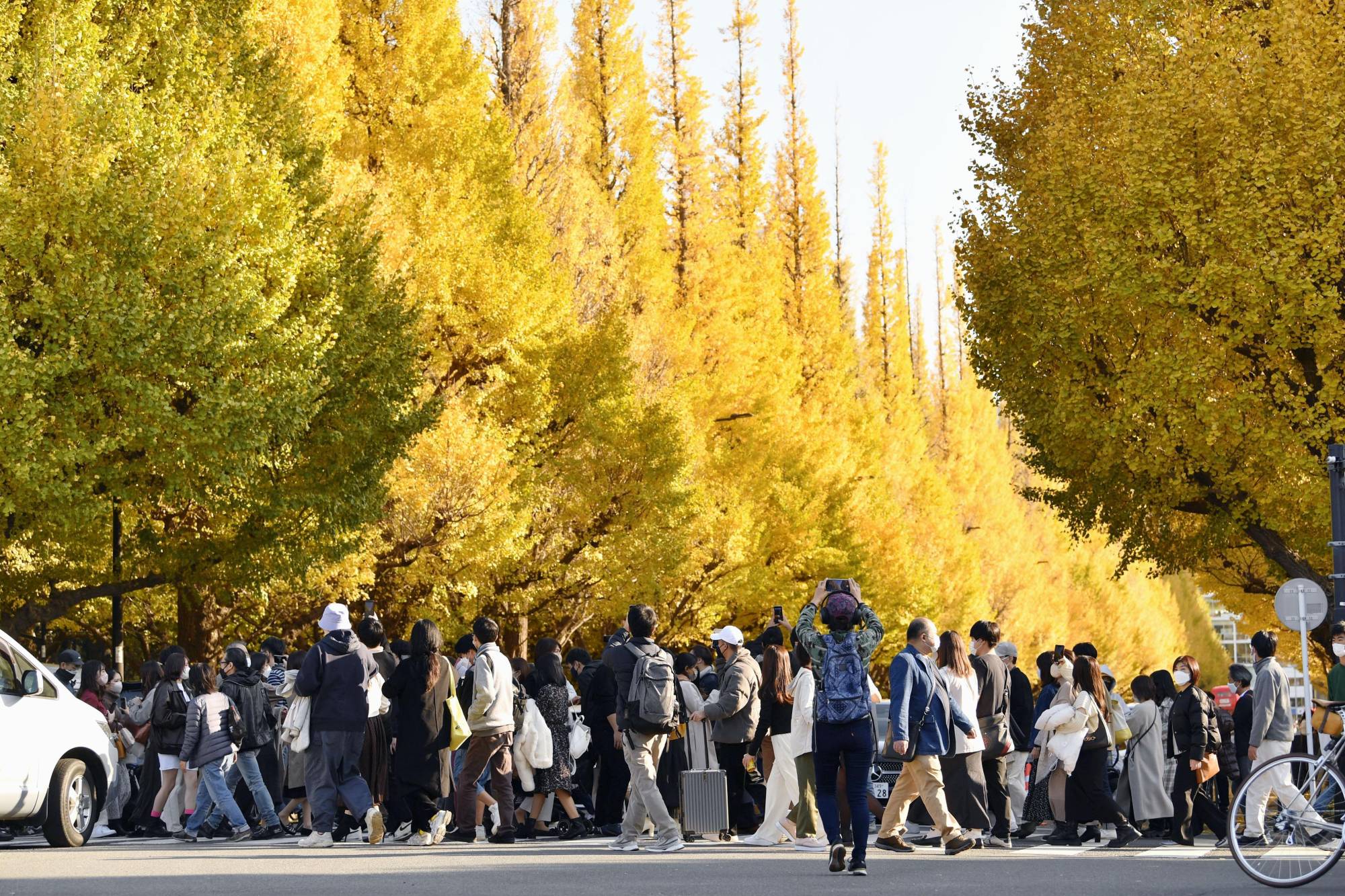 One of the big draws of Tokyo's Meiji Jingu Gaien park is its avenue of gingko trees, which attract visitors in autumn. | KYODO