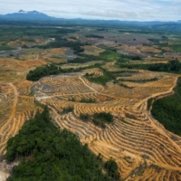 A cleared forest area under development for palm oil plantations in the Kapuas Hulu district of Indonesia\'s West Kalimantan province in July 2010. Loss of tropical forests remained high in 2021, with 11.1 million hectares of tree cover lost globally.  | REUTERS
