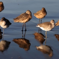 Birds gather by the ocean at sunrise in Santa Monica, California. In a landmark nature pact, governments pledged to cut at least $500 billion a year of subsidies that lead to biodiversity degradation by the end of the decade and subsidize more conservation efforts. | REUTERS 