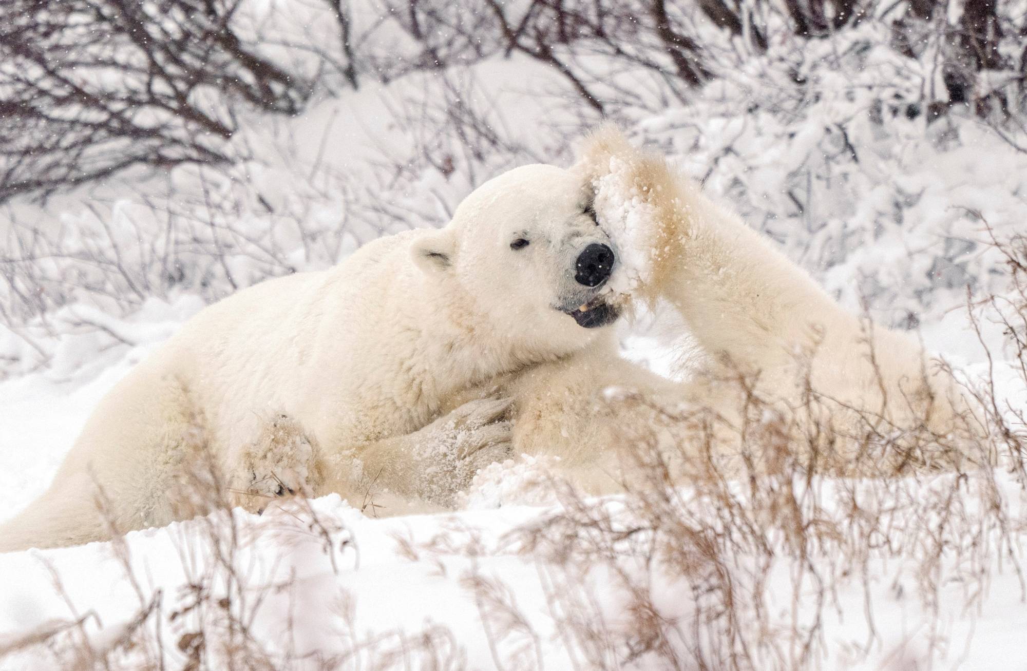 Since the 1980s, the ice pack in Canada's Hudson Bay has decreased by nearly 50% in summer, putting the polar bear population under threat.  | REUTERS