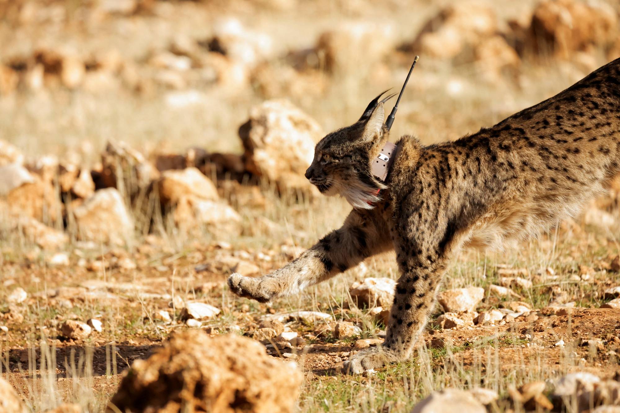 A female Iberian lynx, a feline in danger of extinction, is released with four other lynxes as part of a project to recover this species in the Arana mountain range, in Iznalloz, near Granada, southern Spain, on Dec. 19. | REUTERS