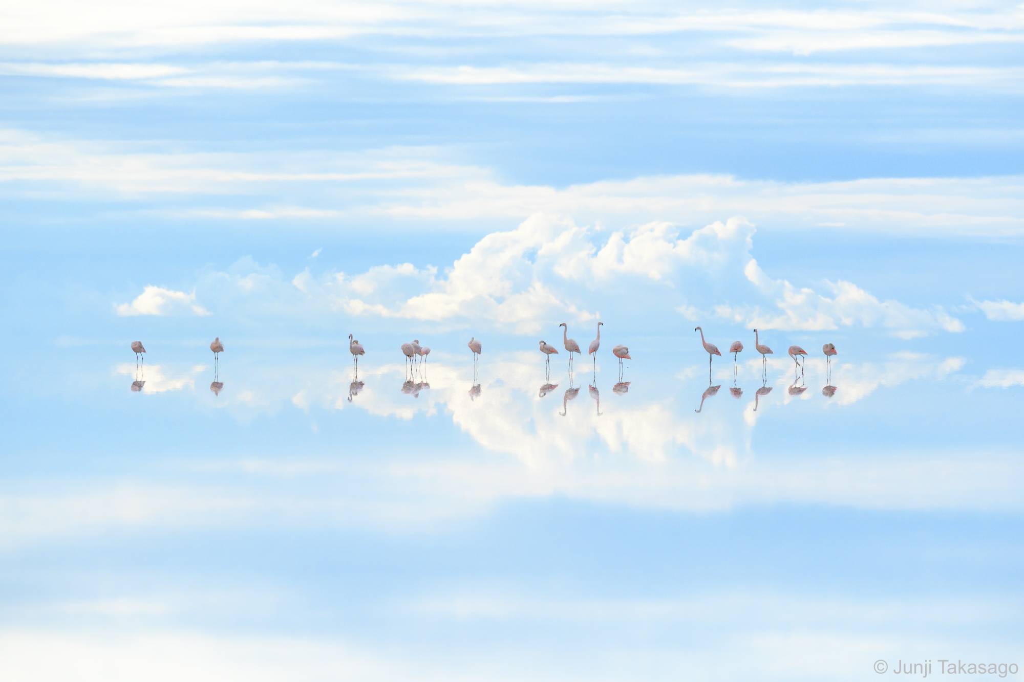  | © JUNJI TAKASAGO 'HEAVENLY FLAMINGOS' 