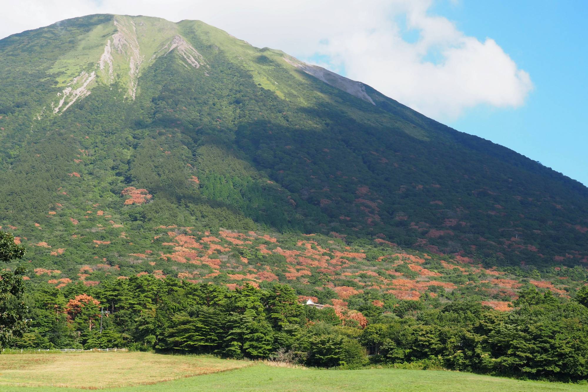 Mount Daisen in Tottori Prefecture in September 2020. Leaves of trees infected with oak wilt disease turn red, which makes it easy to mistake them for autumn foliage. | COURTESY OF KEIKO KURODA