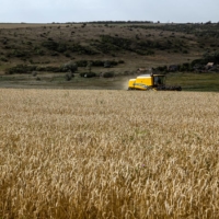 Wheat is harvested on a farm near Chasiv Yar, in eastern Ukraine. From March to November, Ukraine exported an average of 3.5 million metric tons of grains and oilseeds, a drop from the five to seven million metric tons per month before the war.  | JIM HUYLEBROEK / THE NEW YORK TIMES