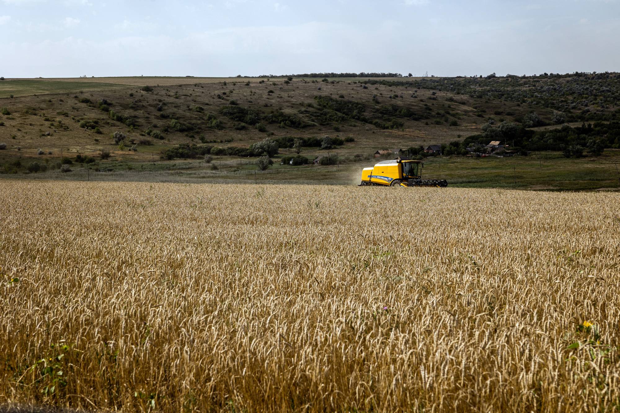 Wheat is harvested on a farm near Chasiv Yar, in eastern Ukraine. From March to November, Ukraine exported an average of 3.5 million metric tons of grains and oilseeds, a drop from the five to seven million metric tons per month before the war.  | JIM HUYLEBROEK / THE NEW YORK TIMES