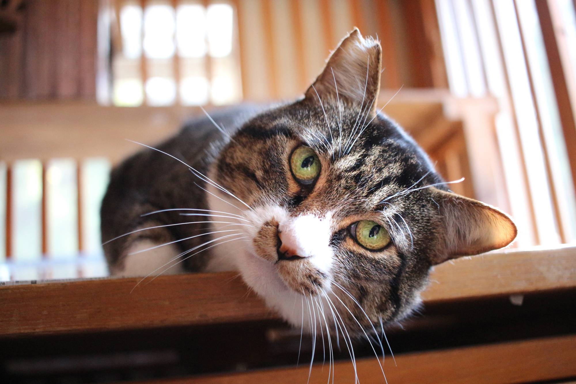 Momotaro the cat would do well in a quiet and calm environment.  | SEITARO MATSUO
