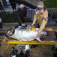 A 212 kilogram bluefin tuna that was auctioned for ¥36 million is displayed after the first tuna auction of the new year at Toyosu fish market in Tokyo on Thursday. | KYODO