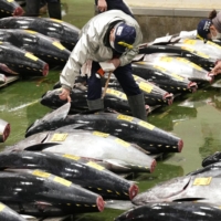 Participants inspect tuna prior to the first auction of the year at Toyosu market. | KYODO