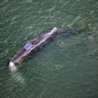 A whale spotted near the mouth of the Yodo River in Osaka on Tuesday | KYODO