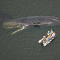 A whale seen near the mouth of the Yodo River in Osaka on Friday | KYODO