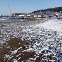 Sardines cover the shores of Tokoro on Thursday. | COURTESY OF YUKI MATSUI FROM THE OKHOTSK REGIONAL DEVELOPMENT BUREAU
