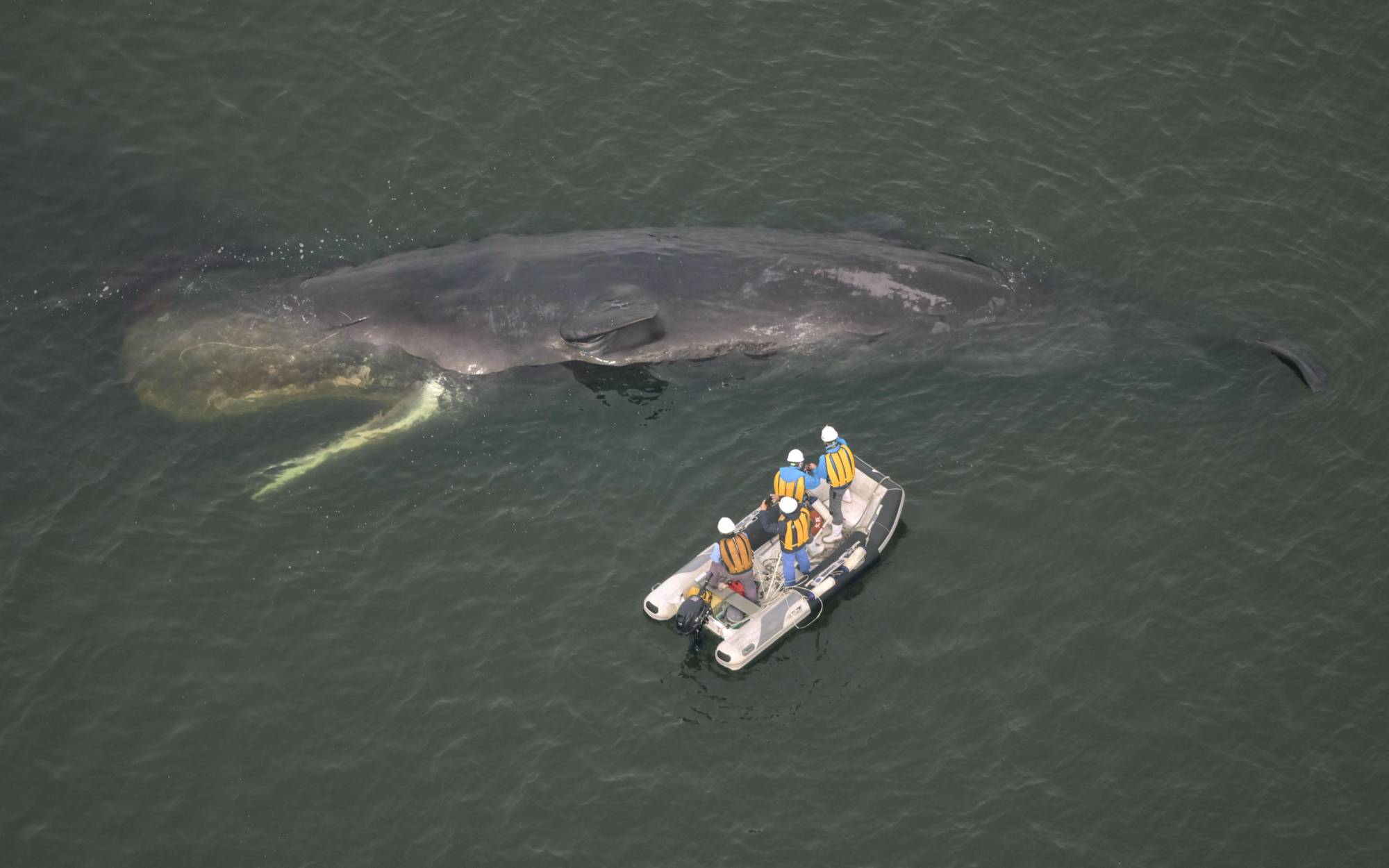 A whale spotted near the mouth of the Yodo River in Osaka has been confirmed dead and will be sunk off Osaka Bay. | KYODO