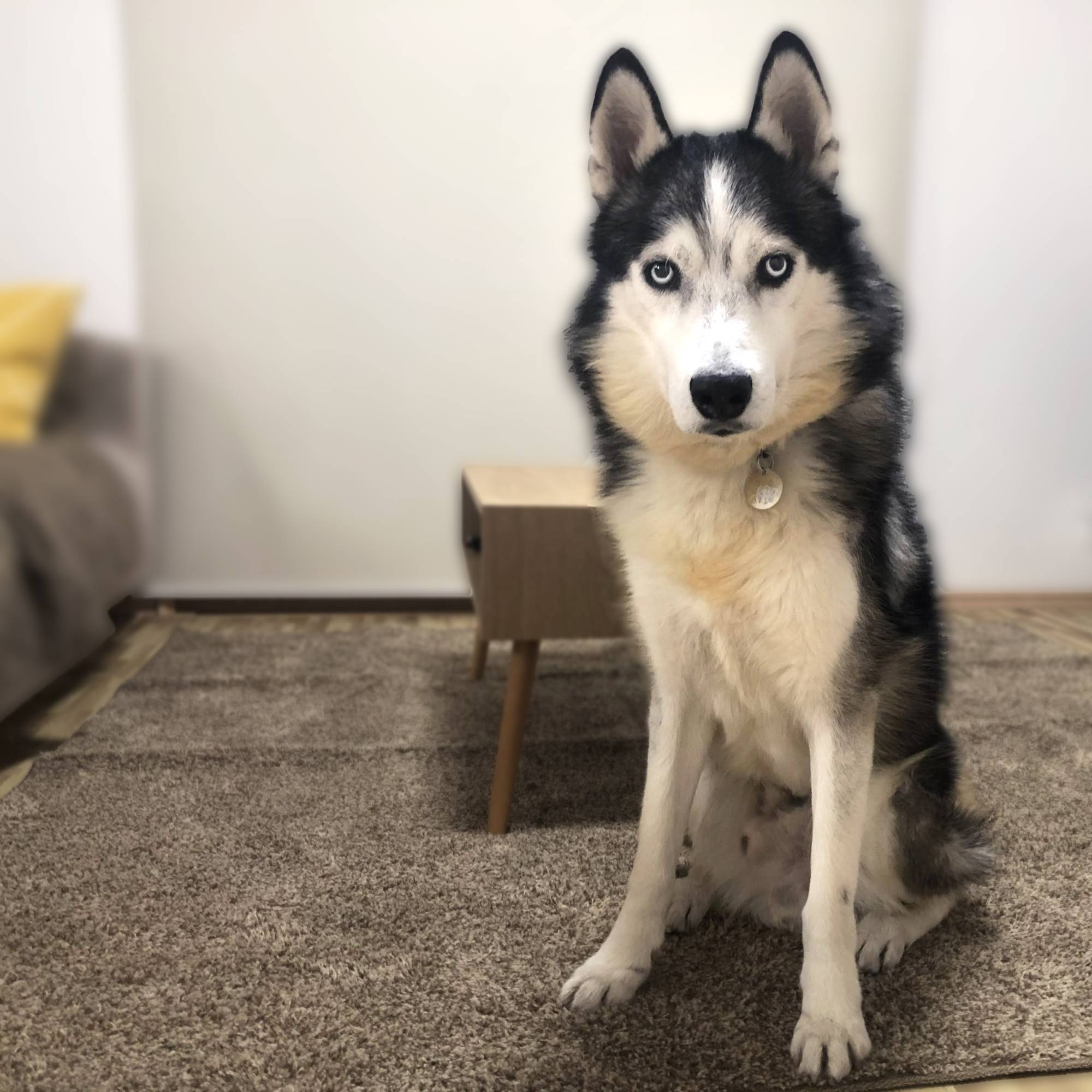 Hercules arrived at the shelter in a near-starved state. He is now flourishing with the proper attention. | MAYUKO WAKEBE