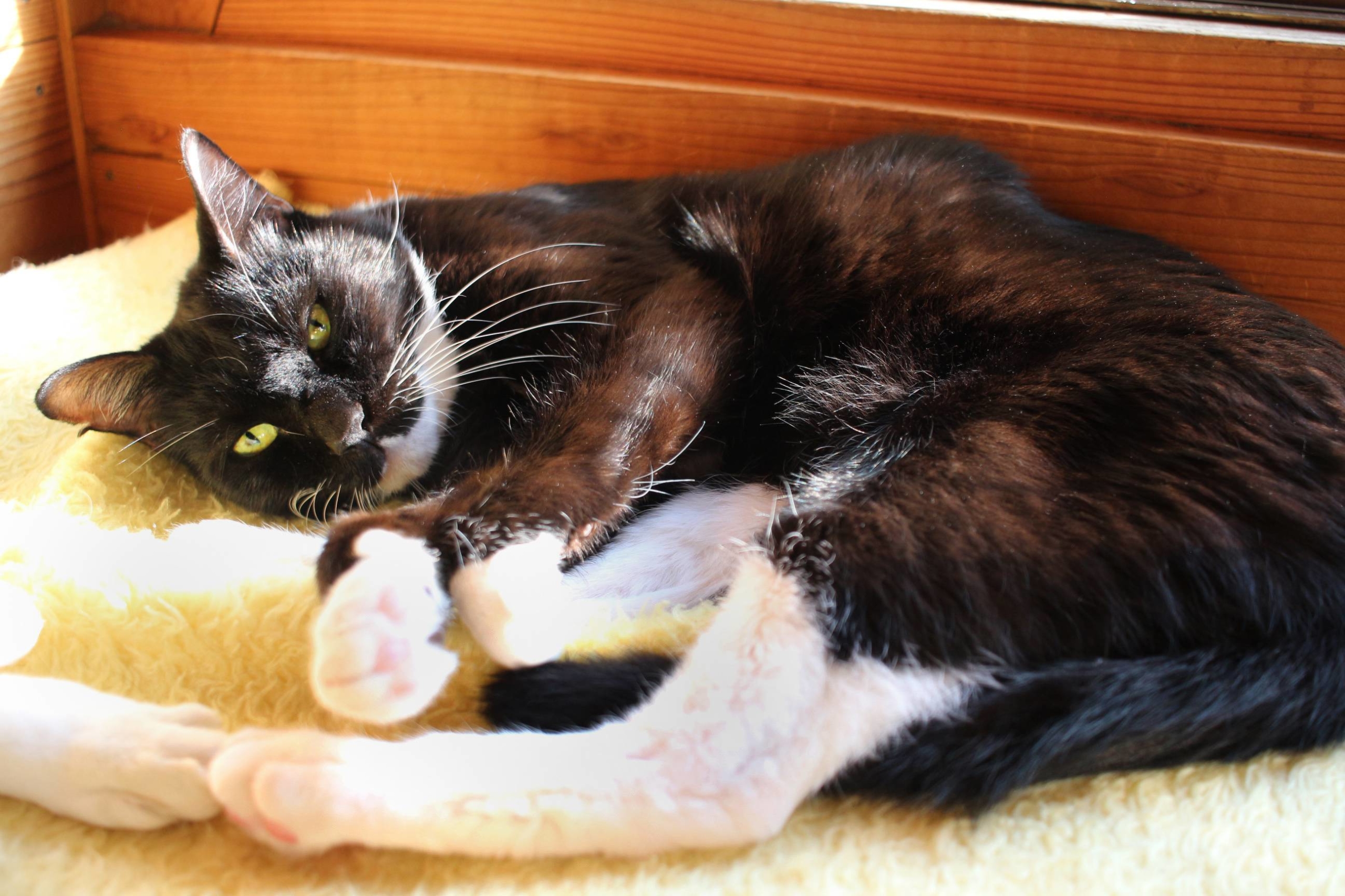 Vodka was shy after being relocated to the shelter, however he is warming up to welcoming people into his space.  | SEITARO MATSUO