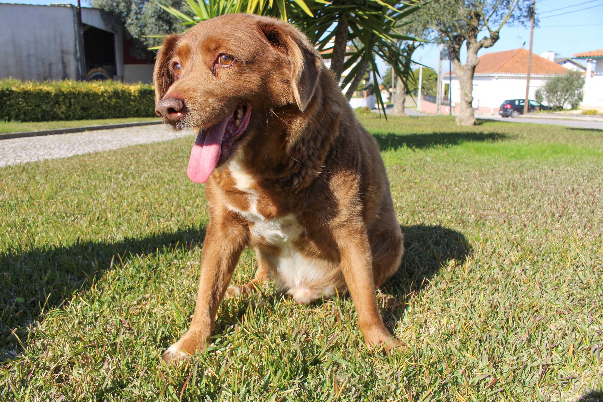 Oldest dog food company discount
