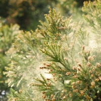 This year is forecast to see up to twice as much pollen over an average year. | GETTY IMAGES