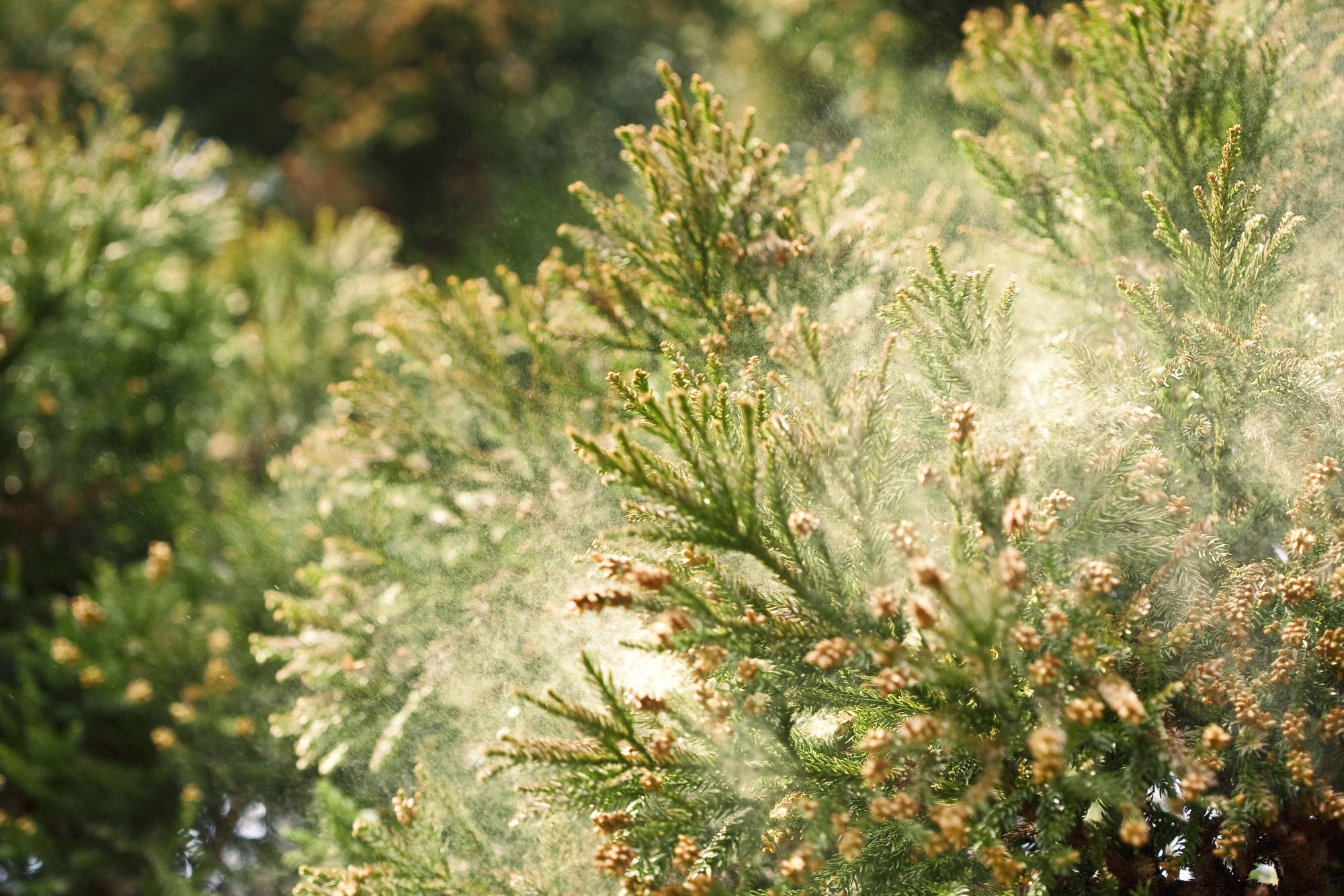 This year is forecast to see up to twice as much pollen over an average year. | GETTY IMAGES