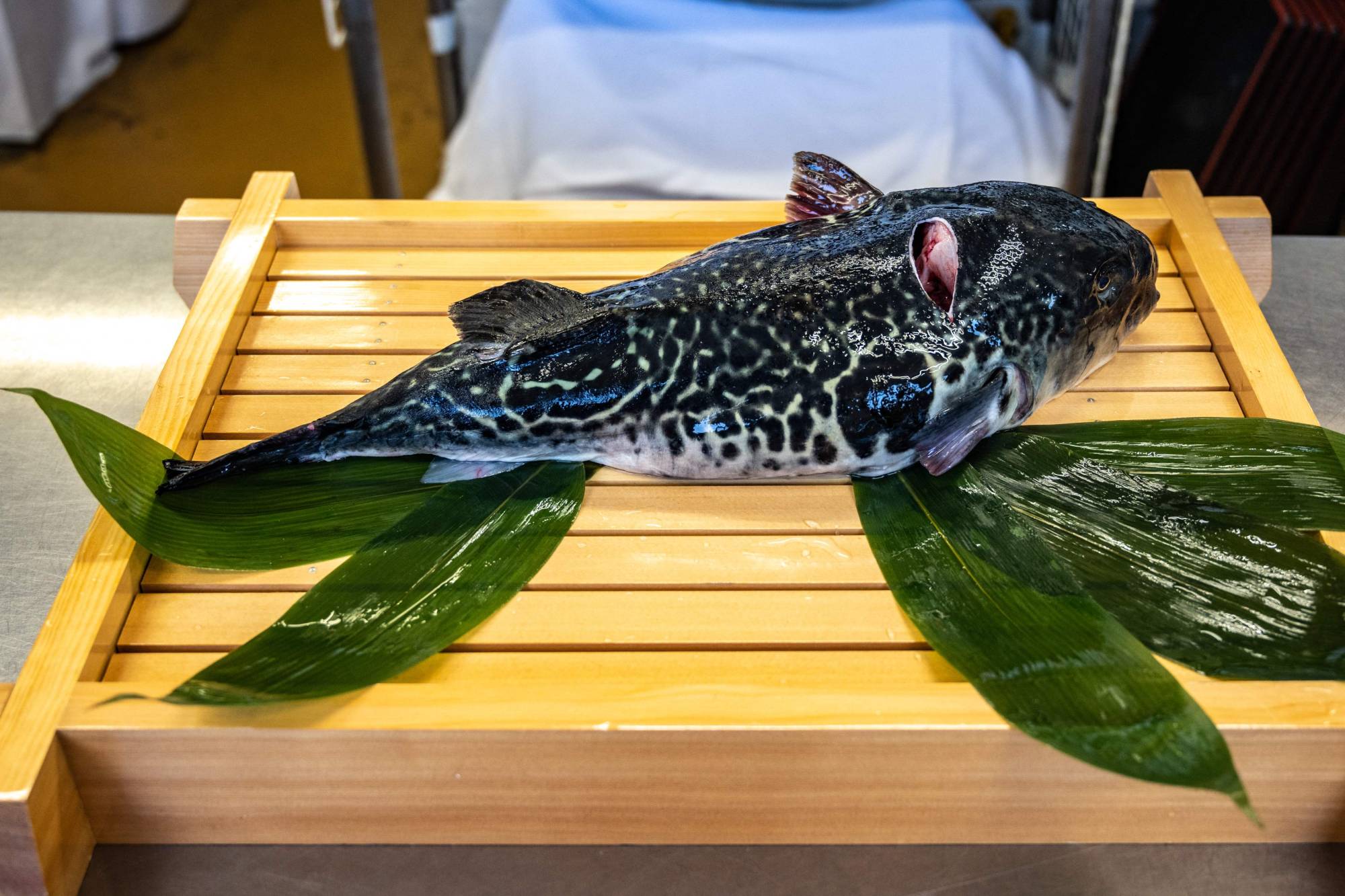 A tiger blowfish on a table in the kitchen of the Minatoya hotel, operated by Yoshimasa Kanno, a chef certified for handling and cooking blowfish, in Soma, Fukushima Prefecture. | AFP-JIJI