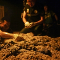 Members of the Thai Department of Marine and Coastal Resources gather emerging hatchlings of leatherback turtles prior to releasing them in to the sea on Bang Khwan beach in the coastal Thai province of Phang Nga on Monday.  | AFP-JIJI