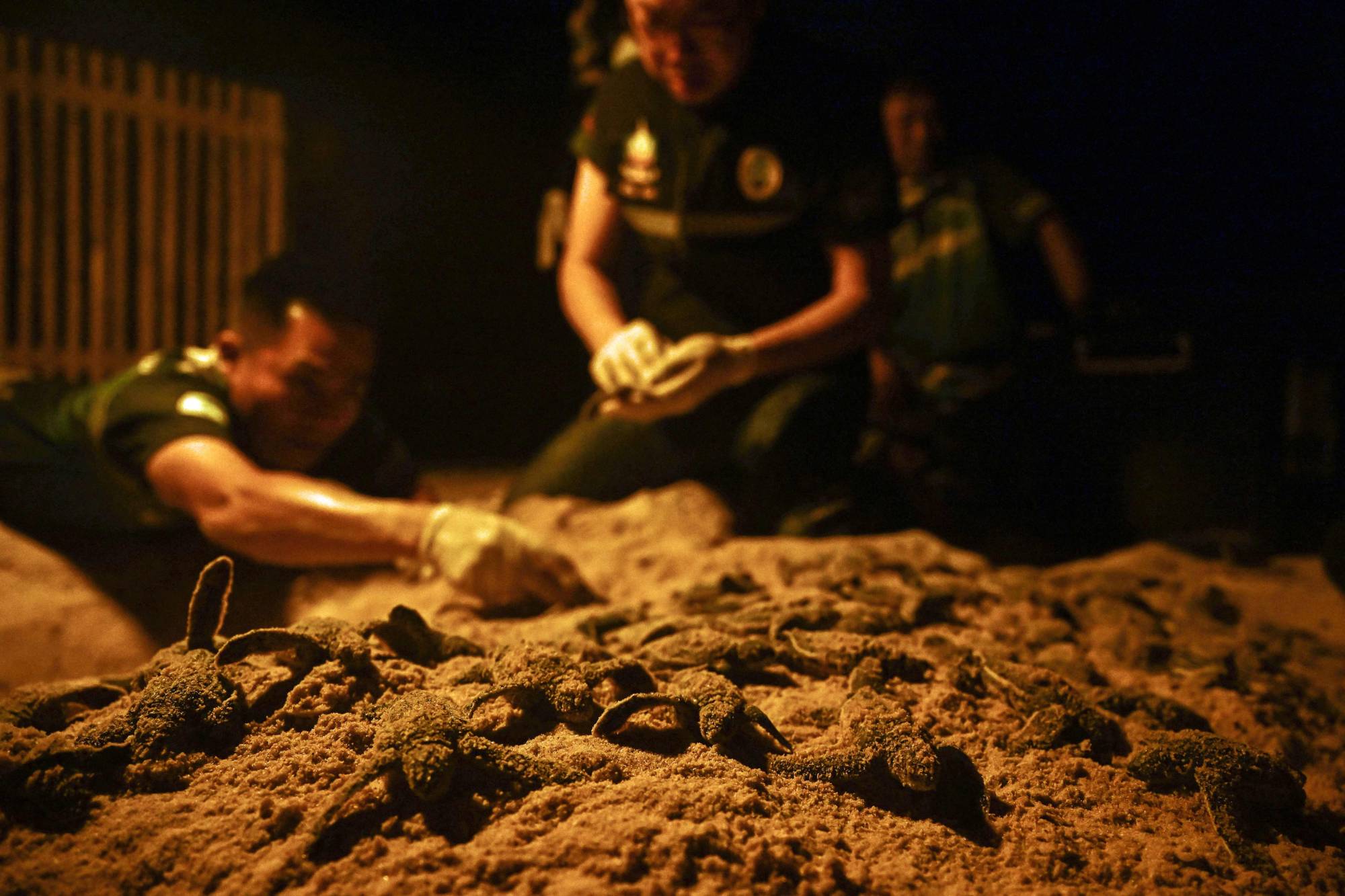Members of the Thai Department of Marine and Coastal Resources gather emerging hatchlings of leatherback turtles prior to releasing them in to the sea on Bang Khwan beach in the coastal Thai province of Phang Nga on Monday.  | AFP-JIJI
