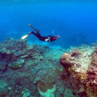 A man snorkels in an area called the \'Coral Gardens\' near Lady Elliot Island, on the Great Barrier Reef, northeast of Bundaberg town in Queensland, Australia. U.N. member states on Monday launched two weeks of negotiations aimed at finally reaching a treaty meant to protect and preserve vast areas of the world\'s oceans.  | REUTERS