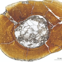 A microscopic view of the shin bone of the carnivorous dinosaur Majungasaurus crenatissimus, showing growth rings that get more closely spaced toward the outside of the bone indicating that this example reached adulthood. | MICHAEL D\'EMIC / VIA REUTERS 