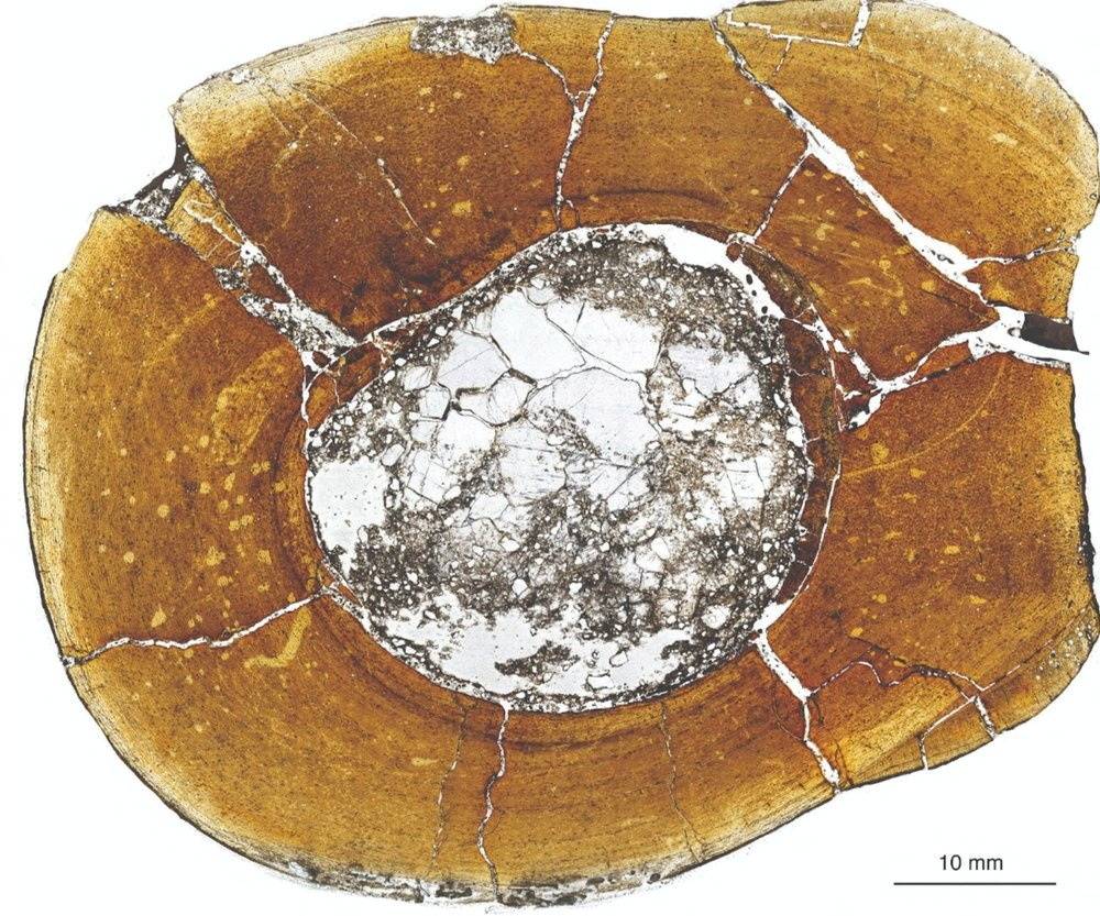 A microscopic view of the shin bone of the carnivorous dinosaur Majungasaurus crenatissimus, showing growth rings that get more closely spaced toward the outside of the bone indicating that this example reached adulthood. | Michael D'Emic / via REUTERS 