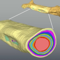 A three-dimensional model generated from a CT scan of the shin bone of the carnivorous dinosaur Majungasaurus crenatissimus, showing the annually formed growth rings. | MICHAEL D\'EMIC / VIA REUTERS 