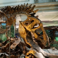 A Tyrannosaurus rex skeleton at the Smithsonian’s Natural History Museum dinosaur and fossil hall in Washington in June 2019. | REUTERS