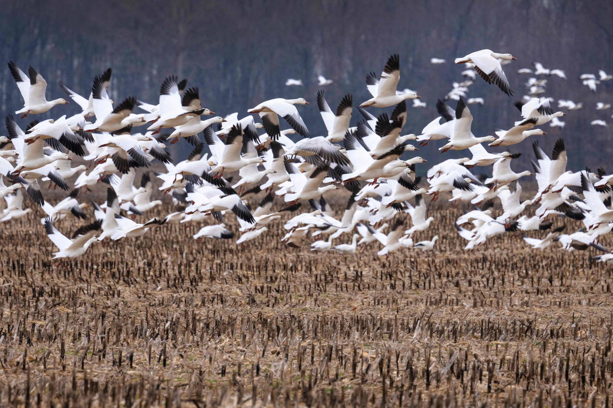 Snow geese take off from a field in Ruthsburg, Maryland, in January. A new strain of highly pathogenic avian influenza — commonly called bird flu — has killed around 1,600 snow geese in two separate areas of Colorado since November, according to state wildlife officials. | AFP-JIJI