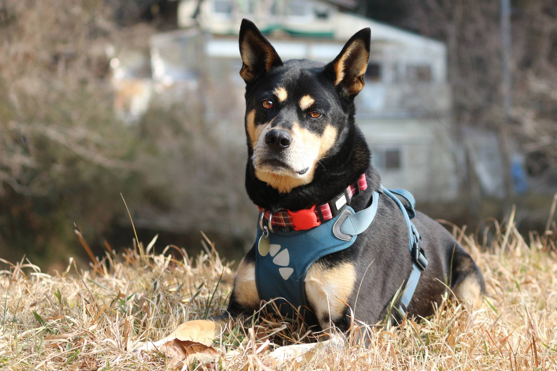 Zac is a big fellow, weighing in at 25 kilograms. Still, after a tough time with his previous owner, this dog is ready for a new home.  | SEITARO MATSUO