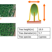 Trees are extracted from satellite images by AI analysis and tree height, diameter, and species are measured. | NTT