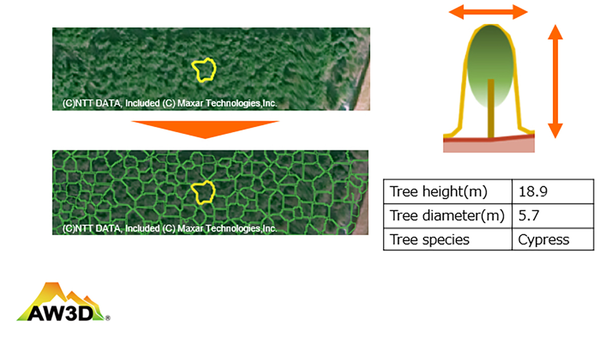 Trees are extracted from satellite images by AI analysis and tree height, diameter, and species are measured. | NTT