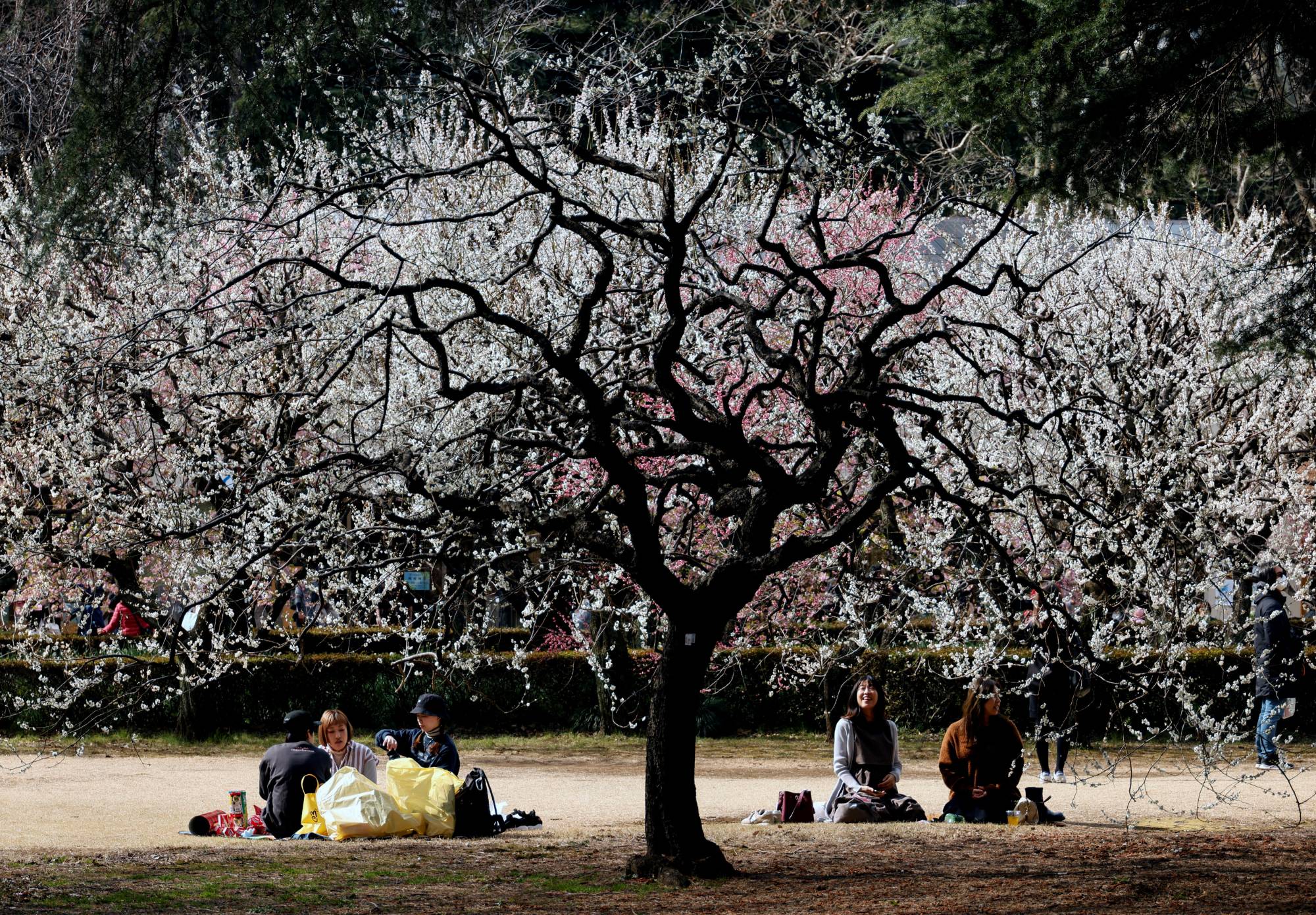 Japan Times