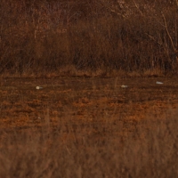 Unexploded rockets lie scattered about a field on Andrii Povod\'s farm in Bilozerka, Ukraine. | REUTERS 