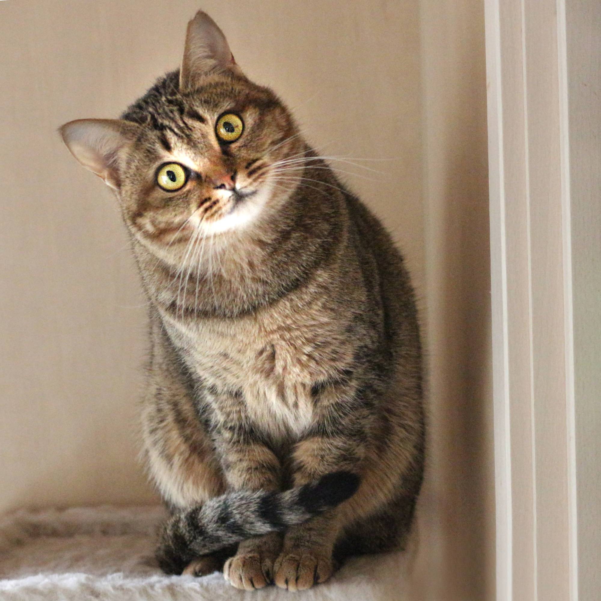 Komeko is a fun catch to sit and watch. Slightly timid, she's looking for an understanding new owner to live with.  | SEITARO MATSUO