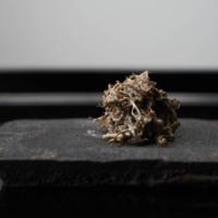 Kibunori, a rare moss also known as \"hermit’s mist,\" grows only on old beech trees found at high altitude. Chef Haruki Sato serves it with a creamy dressing of walnut blended with savory miso. | KOUTAROU WASHIZAKI
