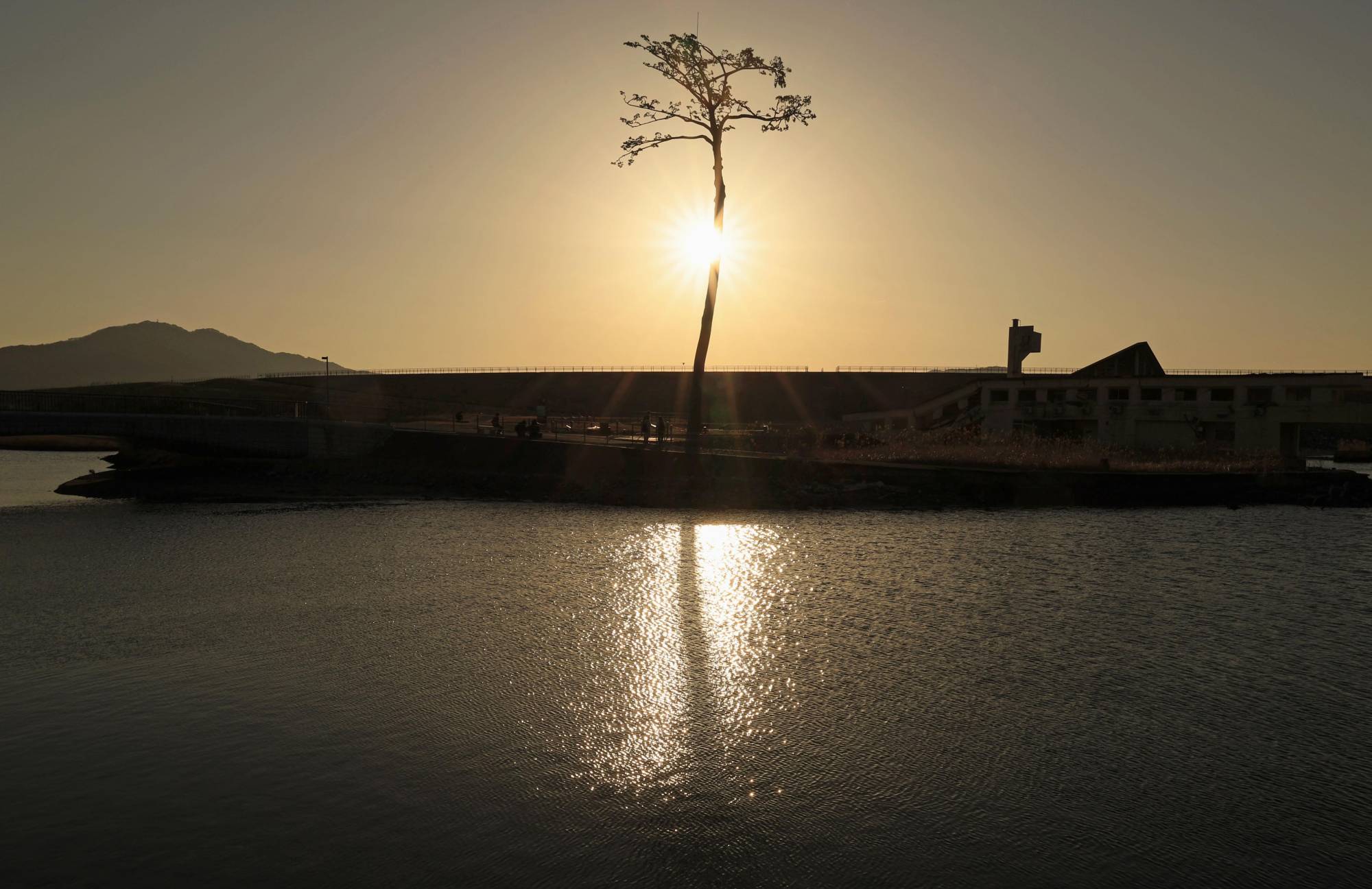 The sun rises behind the 'miracle pine' in Rikuzentakata, Iwate Prefecture, on Saturday, the 12th anniversary of the March 11, 2011 disasters. | KYODO