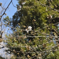 Several Somei-Yoshino cherry blossoms are seen in bloom at Yasukuni Shrine in Tokyo on Tuesday. | THU-HUONG HA
