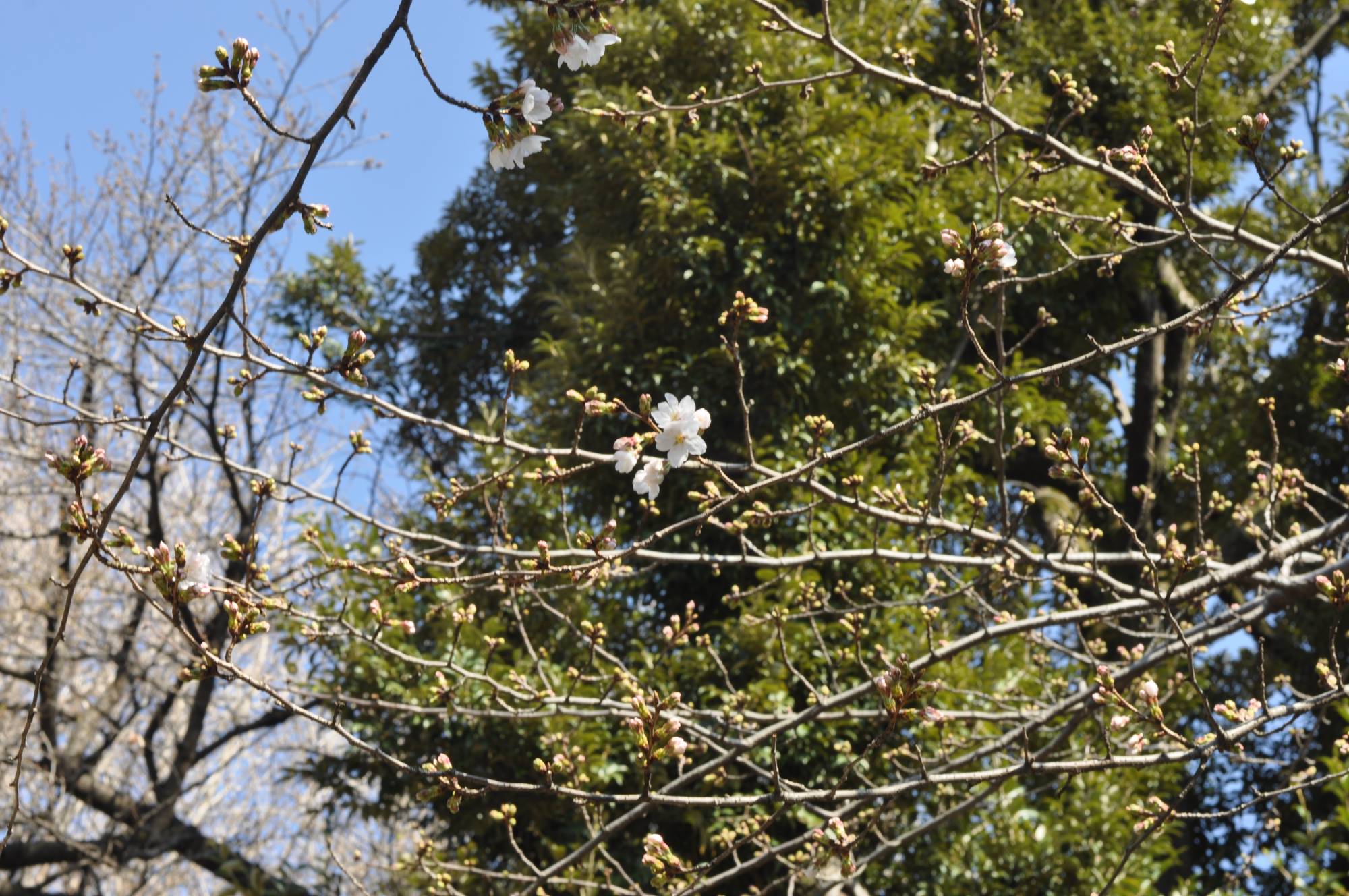 Several Somei-Yoshino cherry blossoms are seen in bloom at Yasukuni Shrine in Tokyo on Tuesday. | THU-HUONG HA