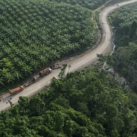 Trucks near a palm oil plantation at a village located near Indonesia\'s planned new capital, known as Nusantara National Capital, in Sepaku, East Kalimantan province | REUTERS