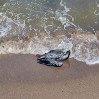 A pelican suspected to have died from H5N1 avian influenza, at Puerto Piritu Lagoon in Venezuela. | CARLOS REYES / PUERTO PIRITU MAYOR\'S OFFICE / VIA AFP-JIJI
