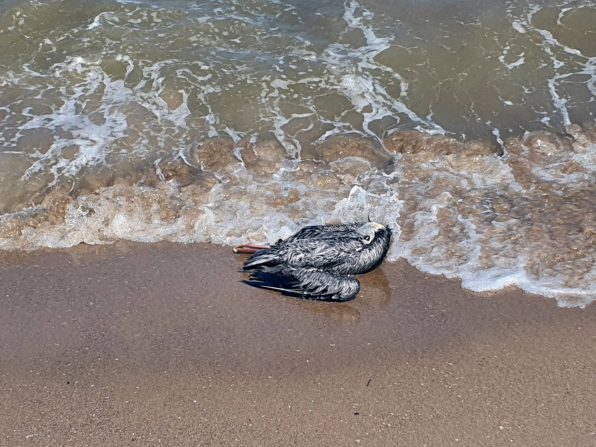 A pelican suspected to have died from H5N1 avian influenza, at Puerto Piritu Lagoon in Venezuela. | Carlos REYES / PUERTO PIRITU MAYOR'S OFFICE / via AFP-JIJI